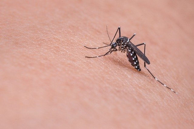 Rzeszów walczy z komarami i kleszczami